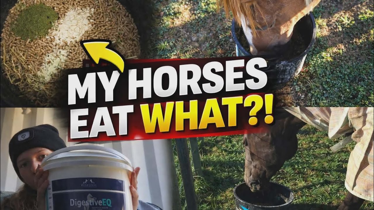 WHAT MY 2 COMPETITION HORSES EAT IN FULL WORK! Hard feed, hay and more!