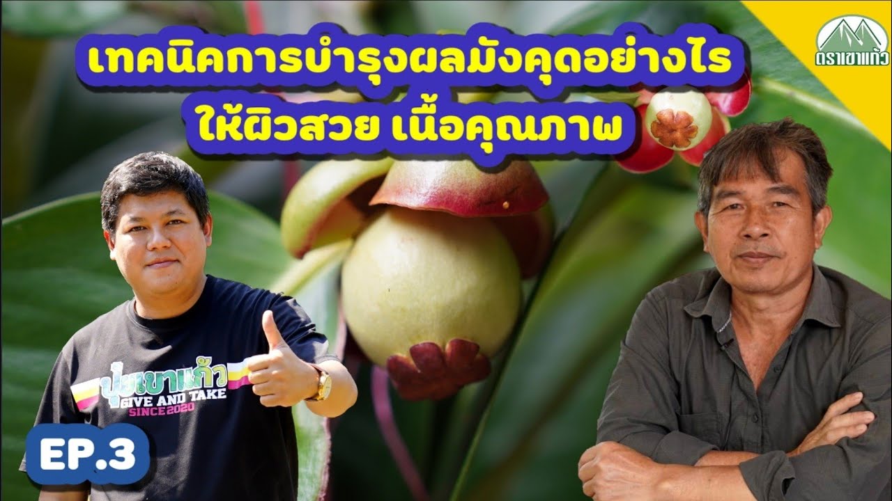 EP.3 เทคนิคการบำรุงผลมังคุดอย่างไรให้มีคุณภาพ โดย อ.วันชัย ปัทวงศ์ |ปุ๋ยตราเขาแก้ว (Official)