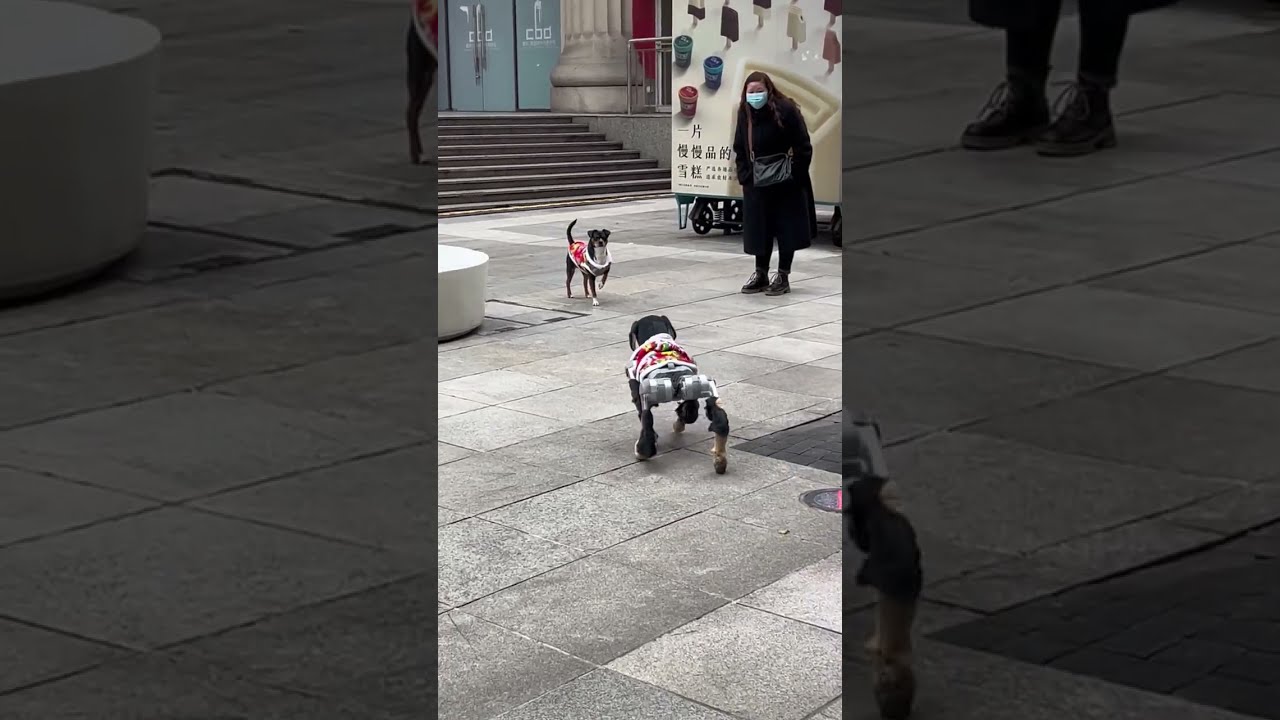 🐕The robot dog disguised itself as its fellow dogs.🐶 Dog's reaction👌 #robotdog #shorts #viral #puppy