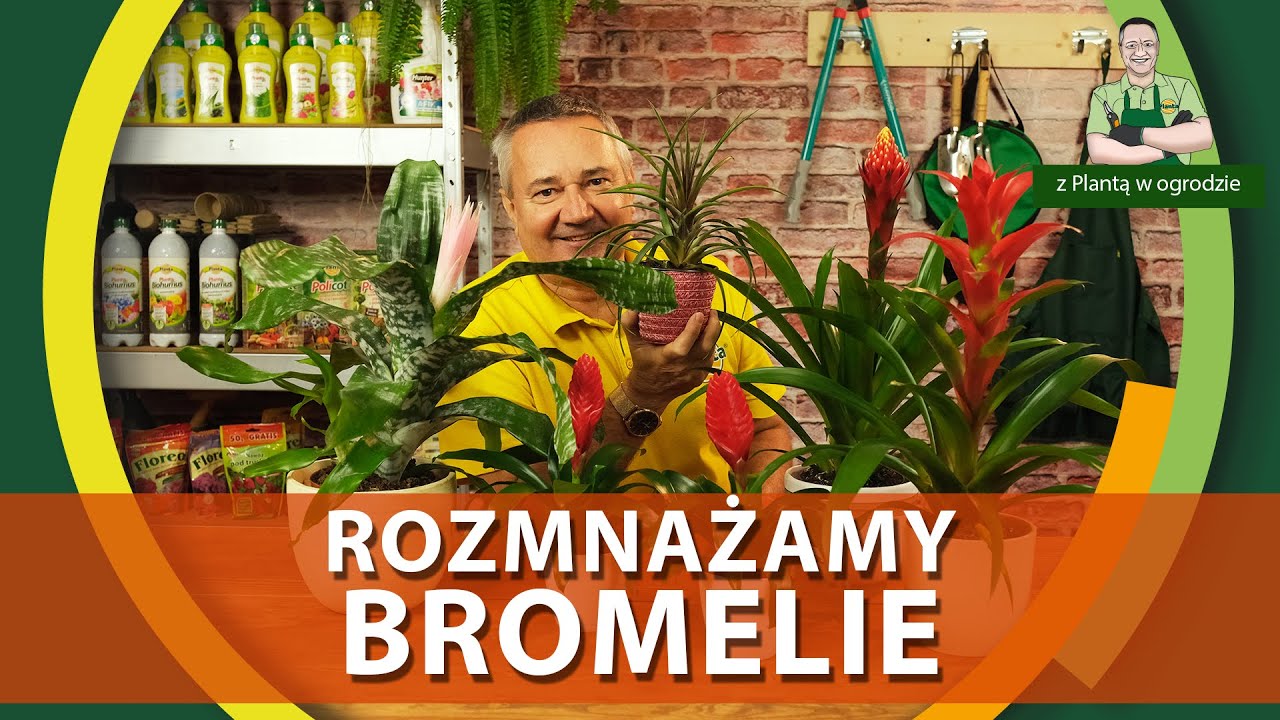 Jak rozmnożyć bromelie - Z PLANTĄ W OGRODZIE