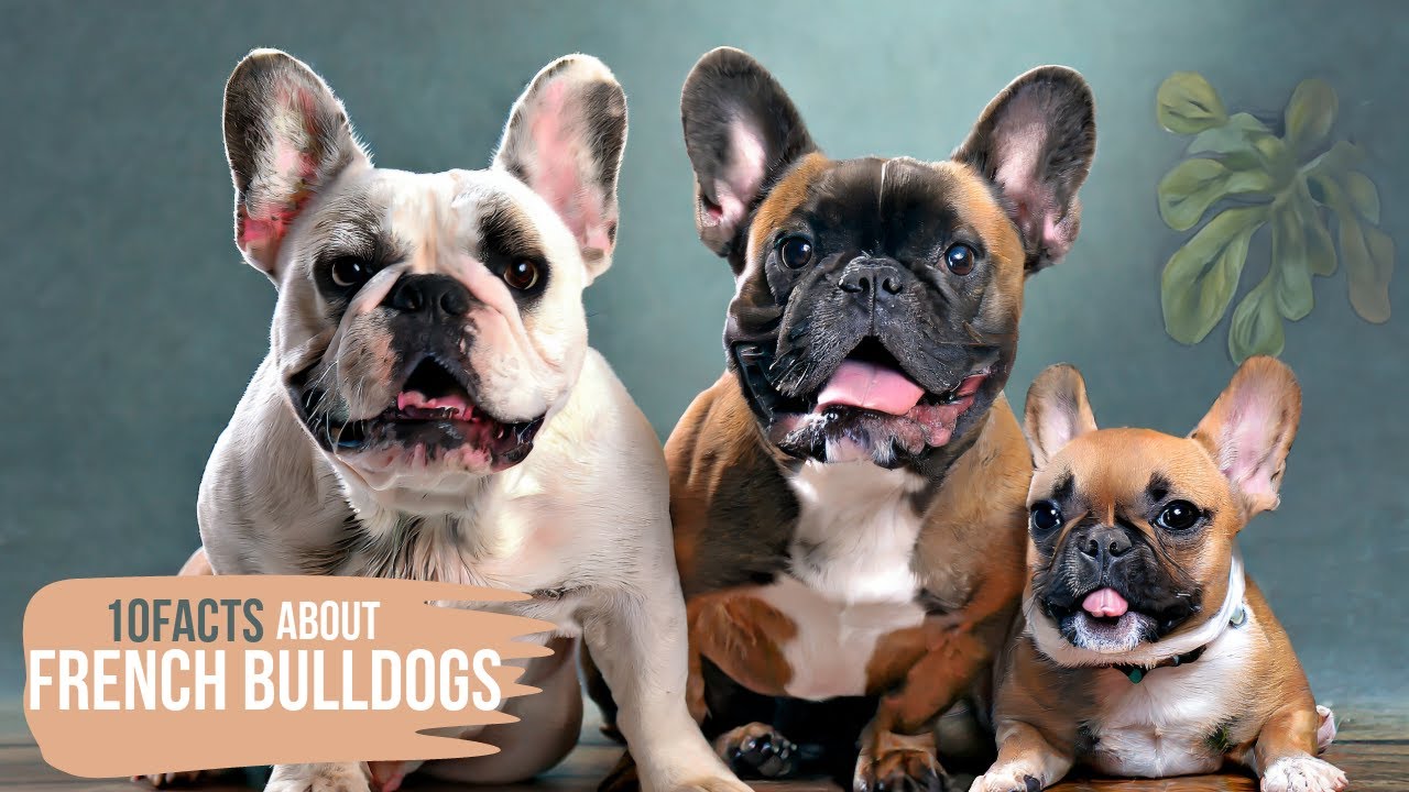 10 Fascinating Facts About French Bulldogs