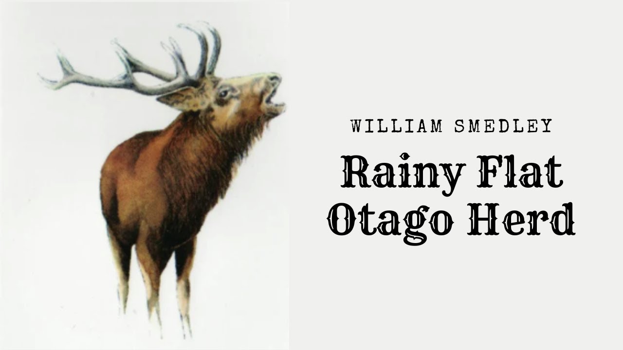 The Otago Herd William Smedley; Rainy Flat, Makarora Valley 1931