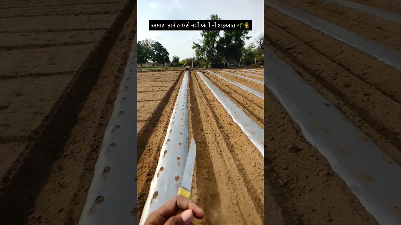 Amara farm house par navi kheti ni saruaat ll pk vadhaniya #farming #trendingshorts #farmerslife
