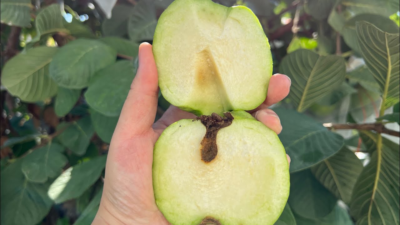 Ăn ổi Đài Loan không hạt, ngon tuyệt vời (Taiwanese seedless guava tasting)