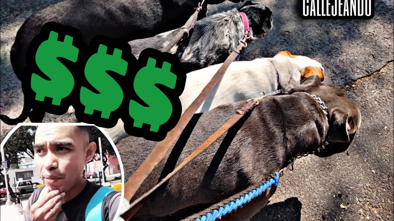 Cómo empezar a (pasear perros)