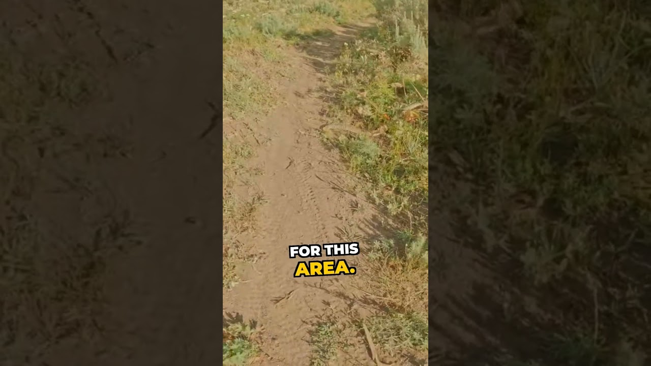 Desert Trail Snake Encounter: Safety Tips for Riders
