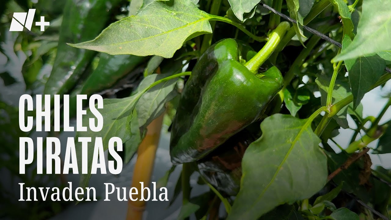 Chiles en Nogada “piratas” invaden Puebla - N+