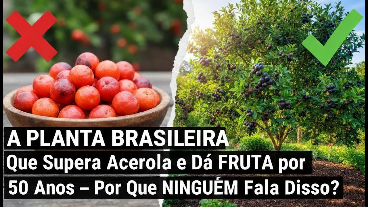 A Planta Brasileira Que Supera Acerola e Dá Fruta por 50 Anos — Por Que Ninguém Fala Disso?