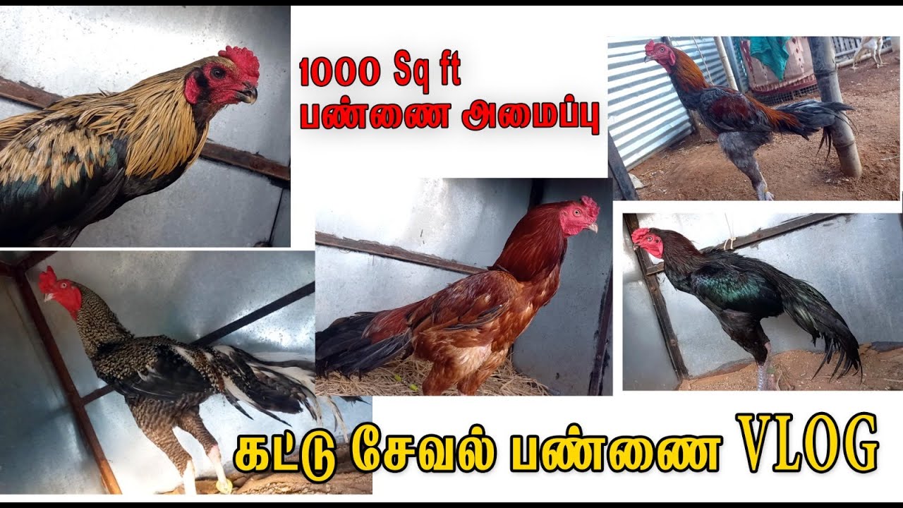 கட்டு சேவல் பண்ணை  VLOG | RA KattuSeval Farm