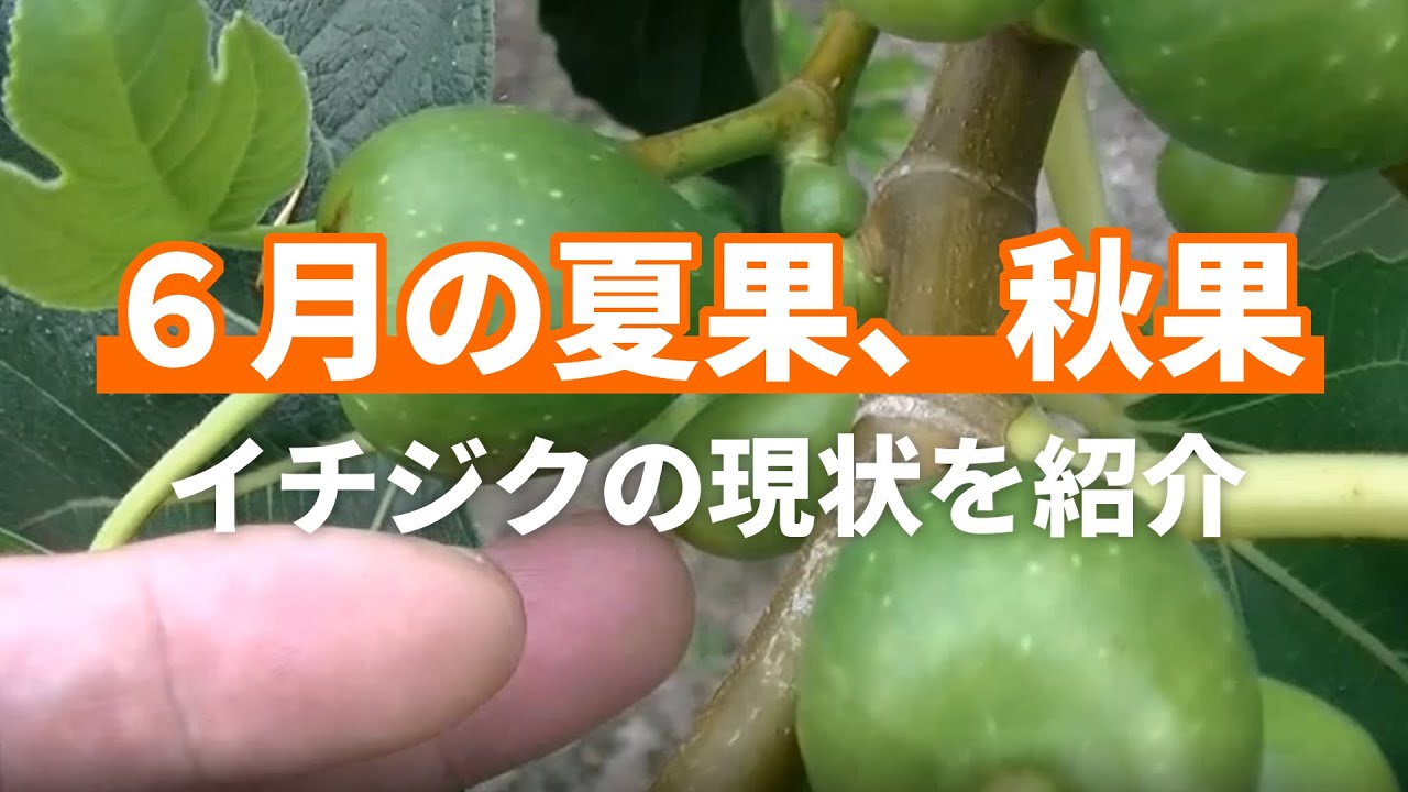 【イチジク】６月の夏果・秋果の現状報告。まだ食べれません。