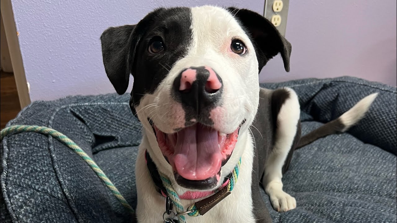 Sadie | AmStaff Mix