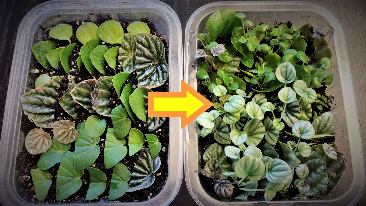 Peperomia Leaf Propagation in Soil