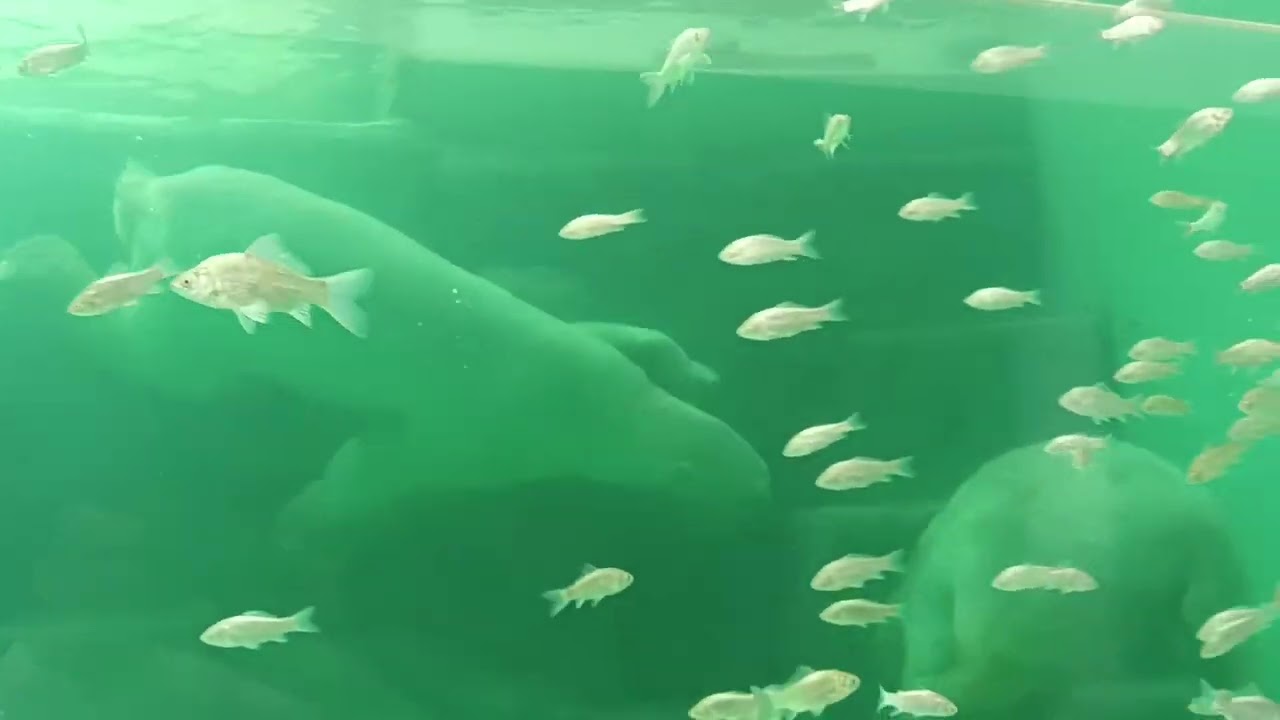 Nyíregyháza ZOO   Jegesmedve játék  - Polar bears playing