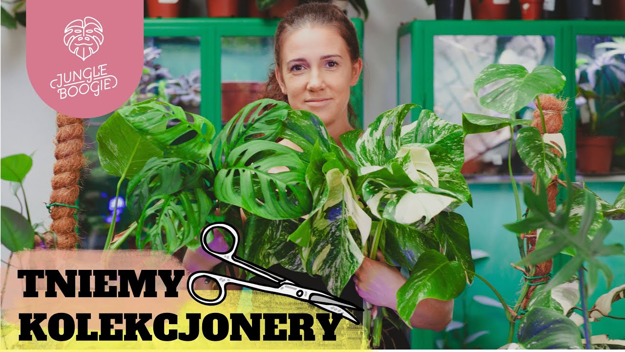 TNIEMY ROŚLINY KOLEKCJONERSKIE! Na wizji 🎥 Jak prawidłowo ciąć i ukorzeniać sadzonki?