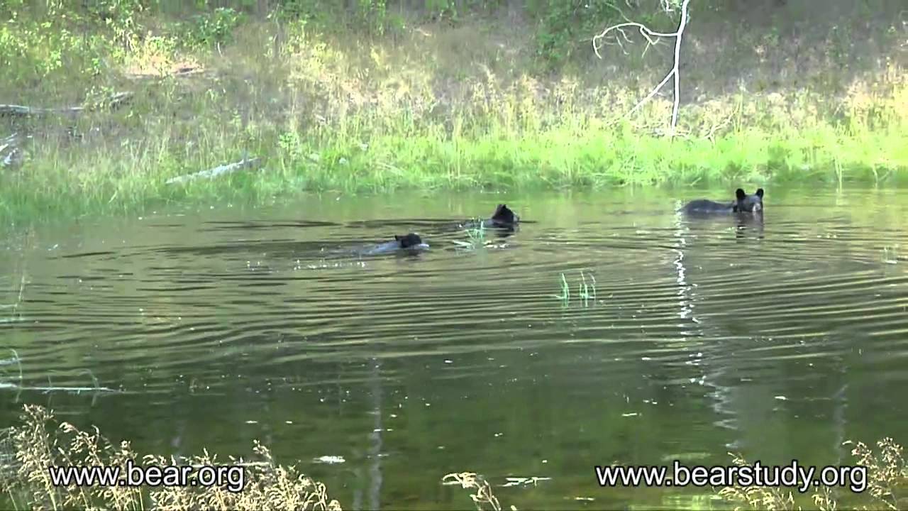 July 20, 2012 - Juliet the Black Bear and her cubs
