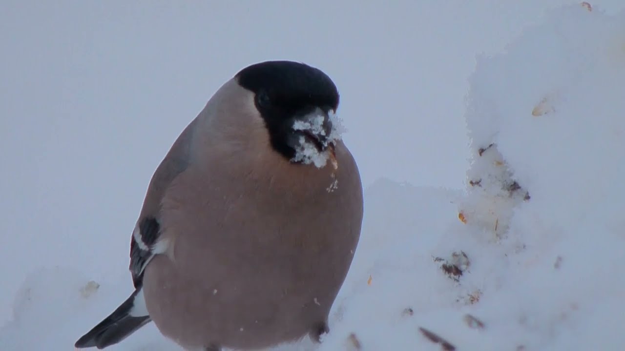 BULLFINCH, GREAT SPOTTED WOODPECKER, MOUSE, COAL TIT.  DOMPAP, FLAGGSPETT, MUS OG SVARTMEIS.  NORWAY