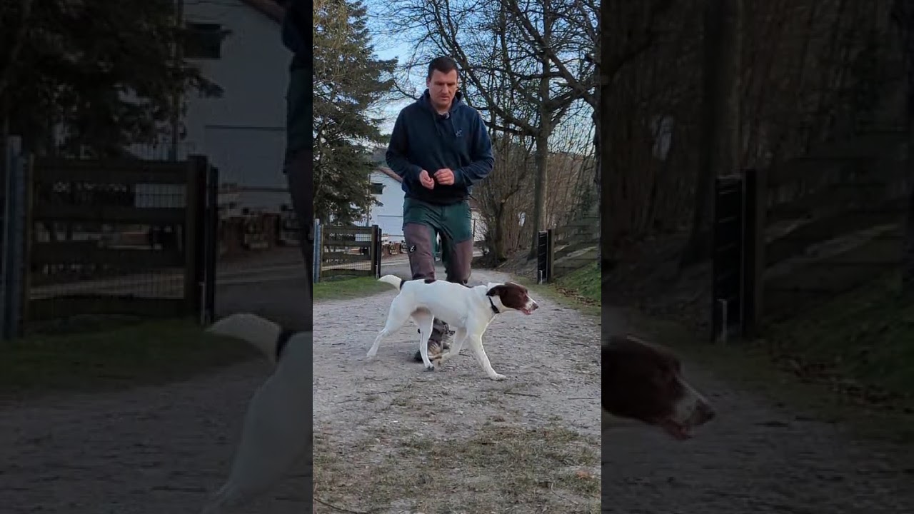 Romy (Joy) im Training | 15.01.26 | Wir für Hunde in Not e.V.