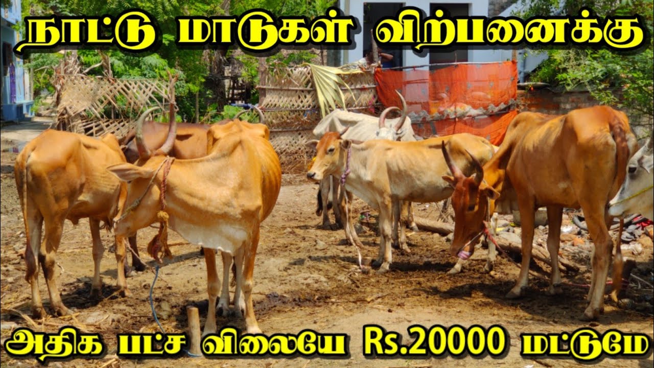 cow sales at cheapest price | குறைந்த விலையில் நாட்டு மாடு | +918508730295