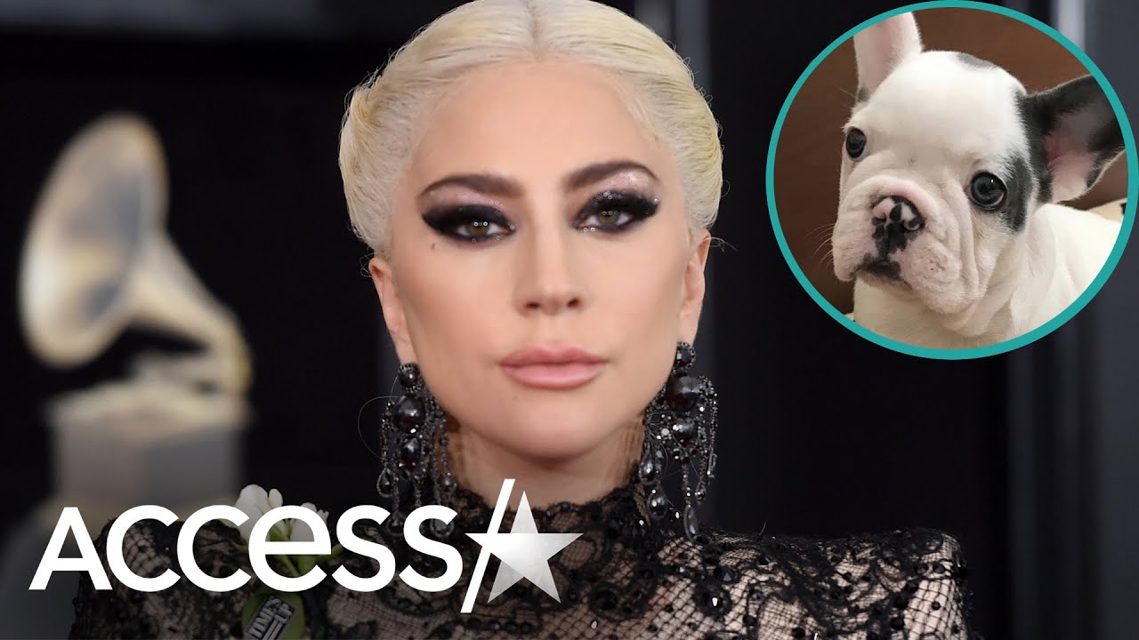 Lady Gaga's French Bulldogs Stolen After Dog Walker Shot