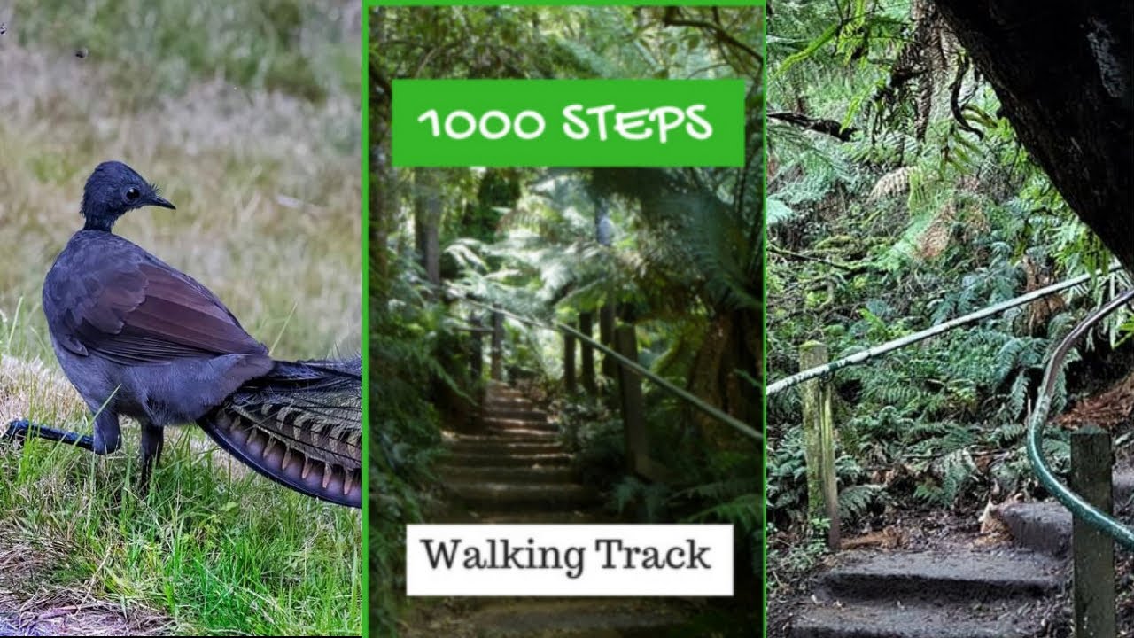 1000 Steps Hike, Dandenong Ranges