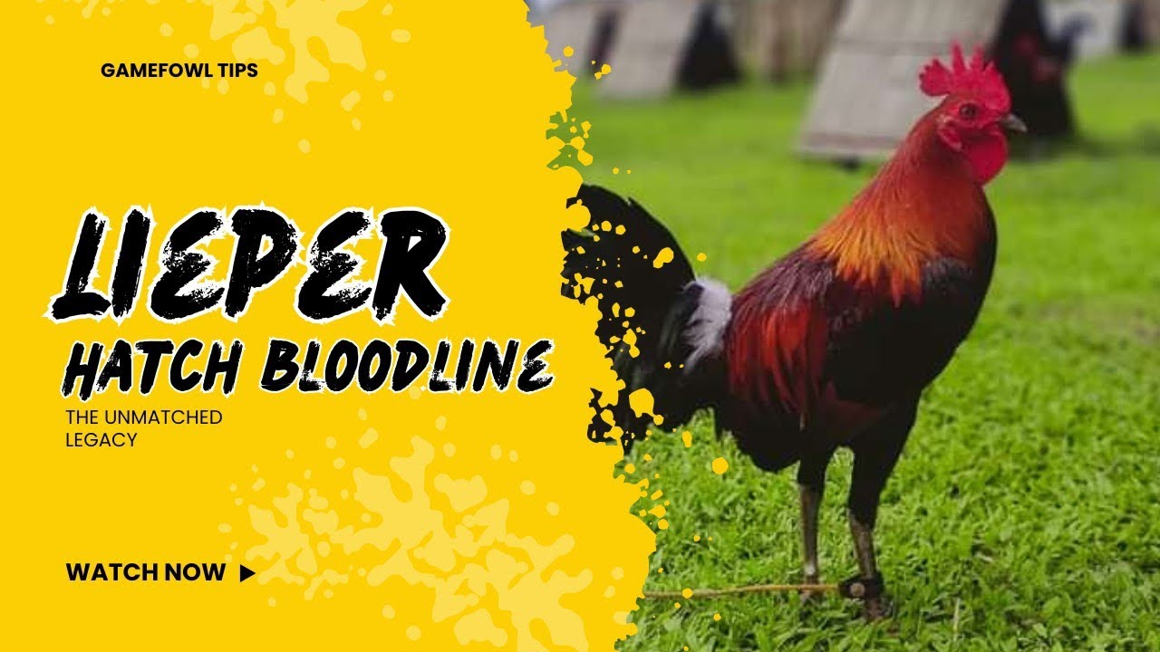 "The Unmatched Legacy of the Lieper Hatch Gamefowl Bloodline"