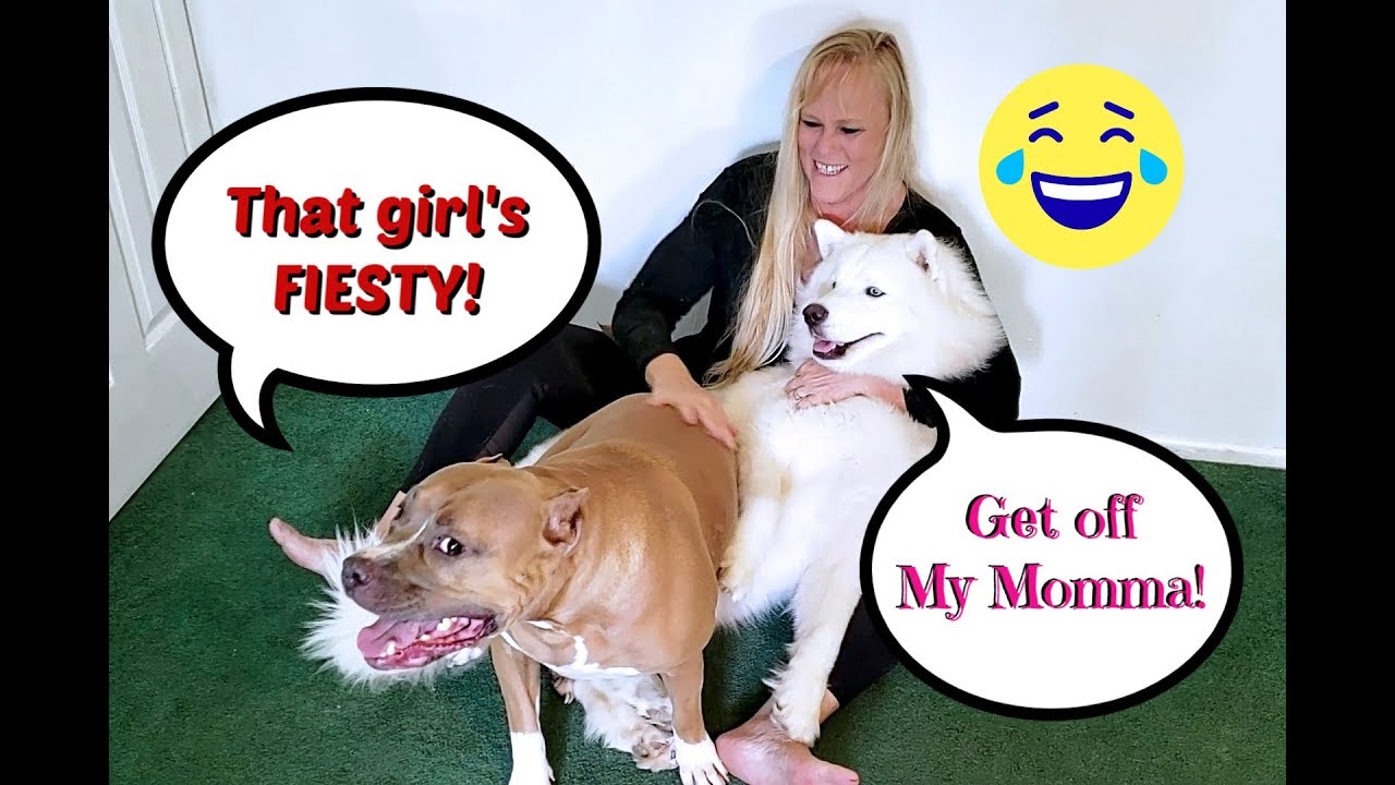 Hugging Another Dog Too Long | Jealous Dog Reaction