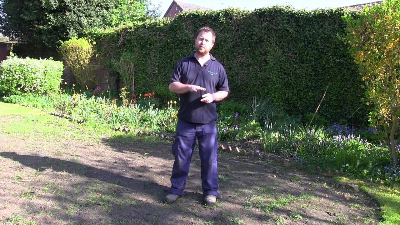 Chafer Grub - Mr Heyward
