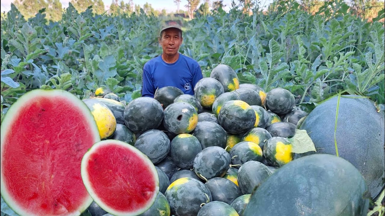 ปลูกแตงโมหลังการทำนา!!รายได้ไม่ธรรมดาหลักแสน