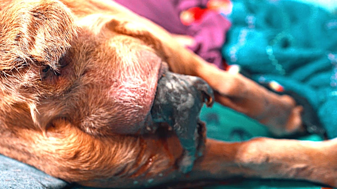 Old English Bulldog Giving Birth Natrurally