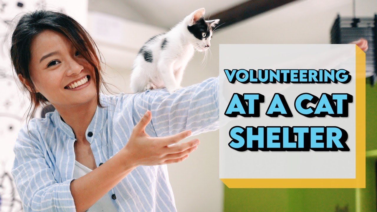 VOLUNTEERING AT A CAT SHELTER | CRAZY CAT LADY?!