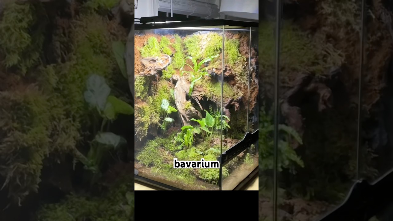 Gargoyle Gecko Vivarium!! full vid up now! #reptiles #vivarium #bioactive