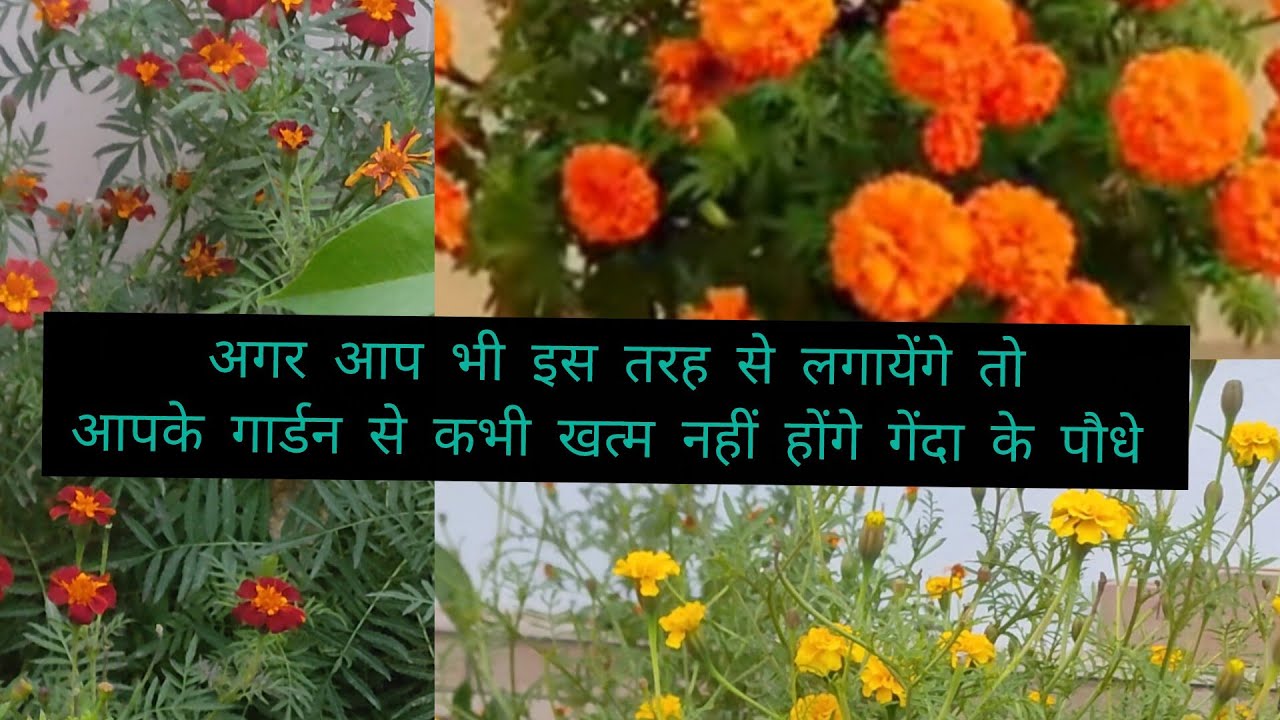 अगर आप इस तरह से लगायेंगे तो आपके गार्डन से गेंदा के फूल कभी खत्म नहीं होंगे सालभर बने रहेंगे 