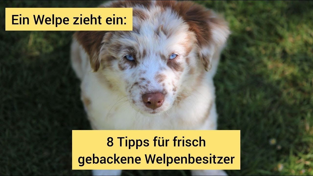 Welpenerziehung: 8 Tipps für frisch gebackene Welpenbesitzer | Tipps, wenn ein Welpe einzieht