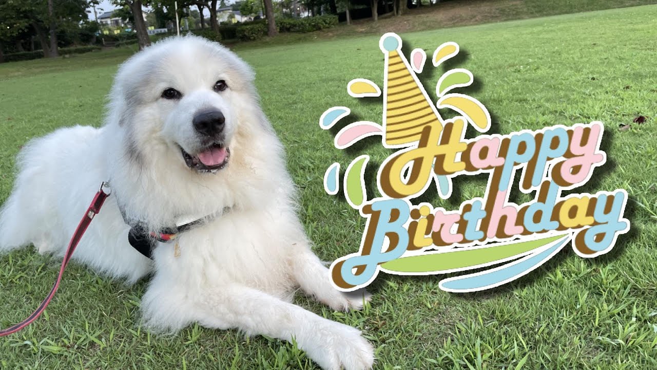 【GPラム】記念日にこの1年を振り返りました【祝7歳】