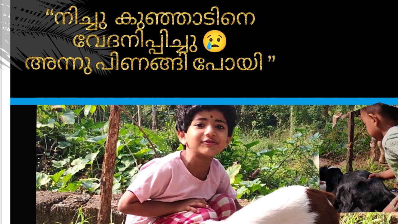 “കുഞ്ഞാടുകളുമായി കുട്ടികൾ കളിച്ചപ്പോൾ സംഭവിച്ചത് 😢🐐”