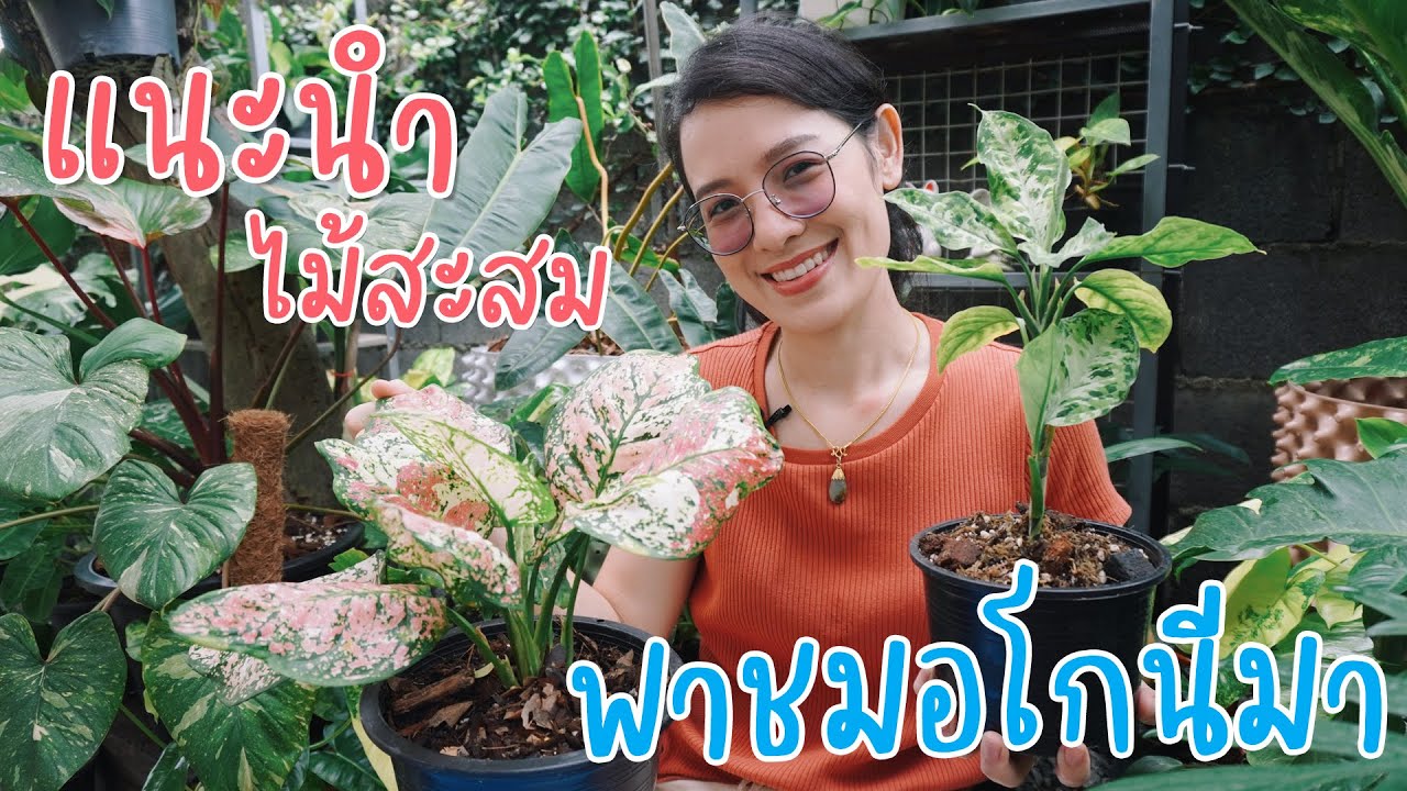 วิธีดูแลอโกนีมา พาชมไม้ใบน่าสะสม #อโกนีมาอัญมณีสามสี #เสือพรานสามสี