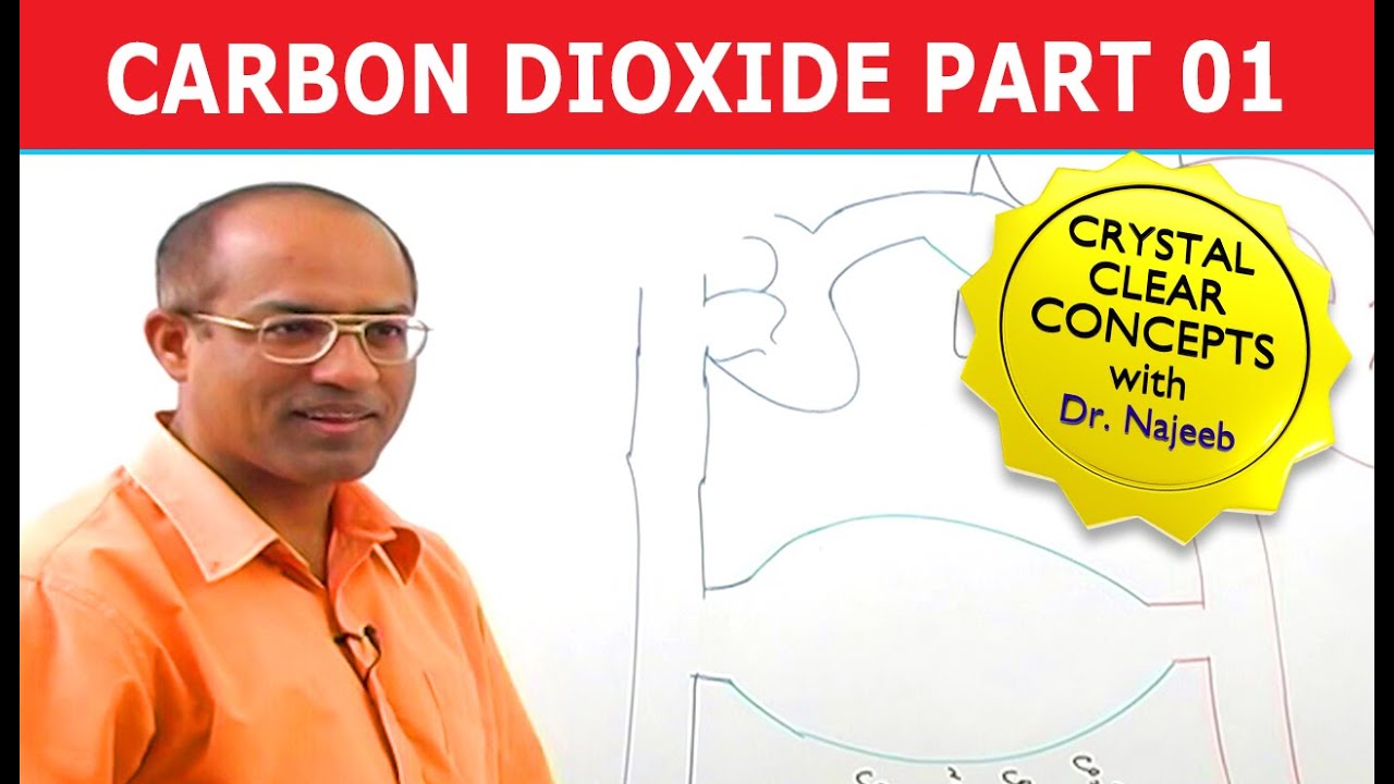 Carbon Dioxide Transport | Respiration & Gas Exchange | Part 1/6