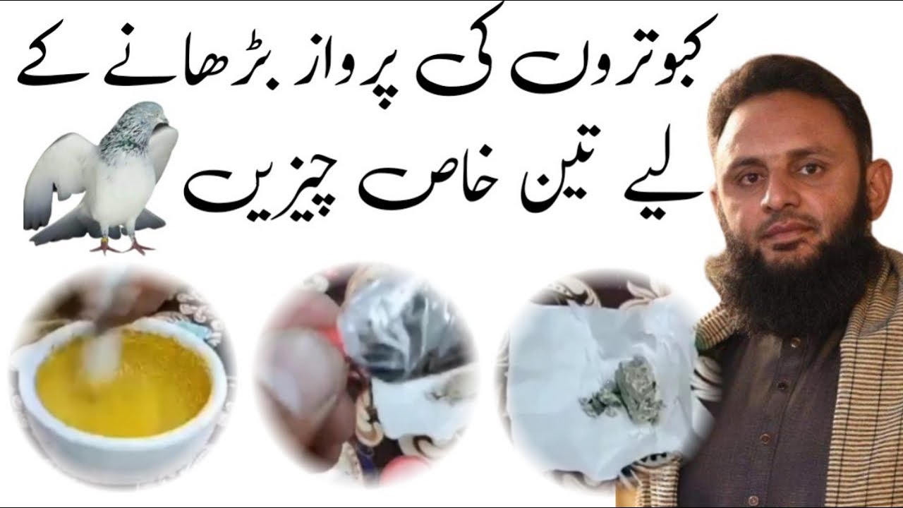 kabootar ki parwaz ka nuskha || parwaz ka nuskha || kabootar nuskha pani