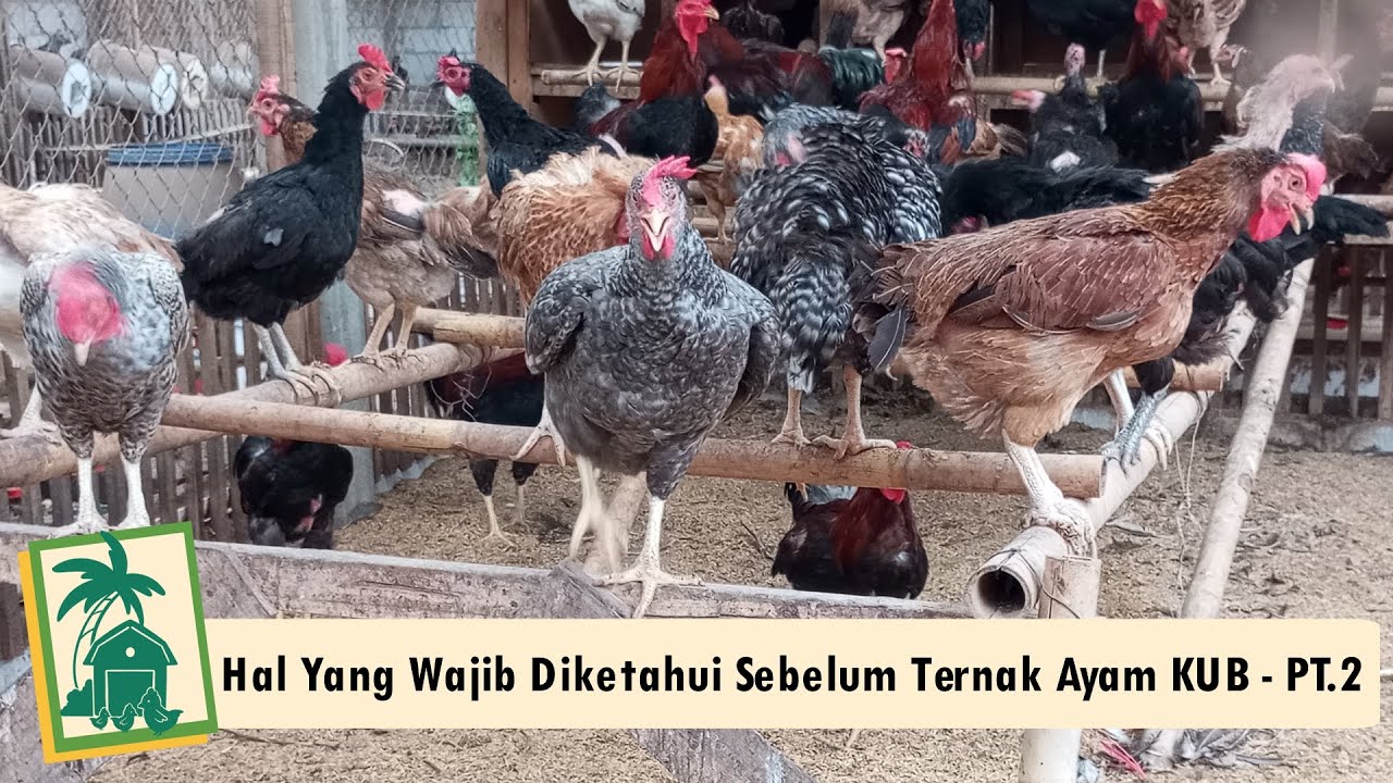 5 Hal Penting untuk Sukses Berternak Ayam Kampung - Part 2