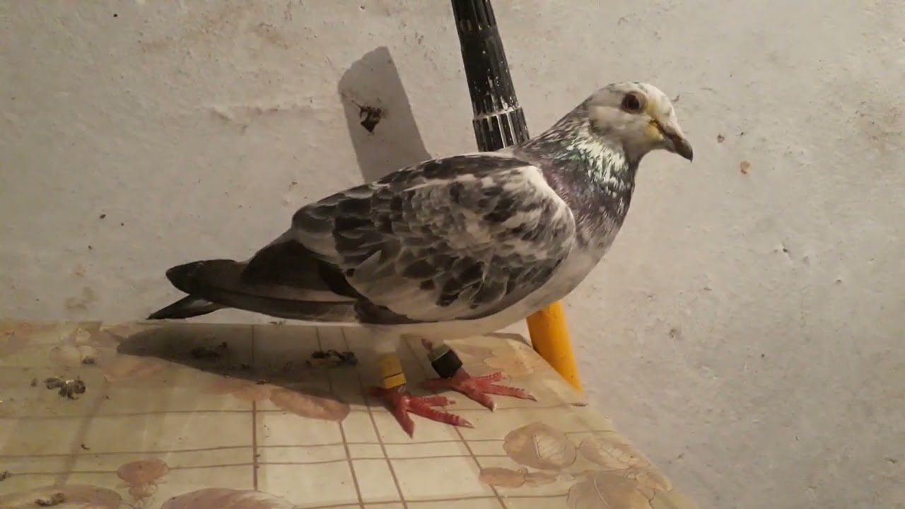 Gołębie pocztowe.Po wizycie u fryzjera.#100.💯💯👍👍🐔✂️✂️✂️
