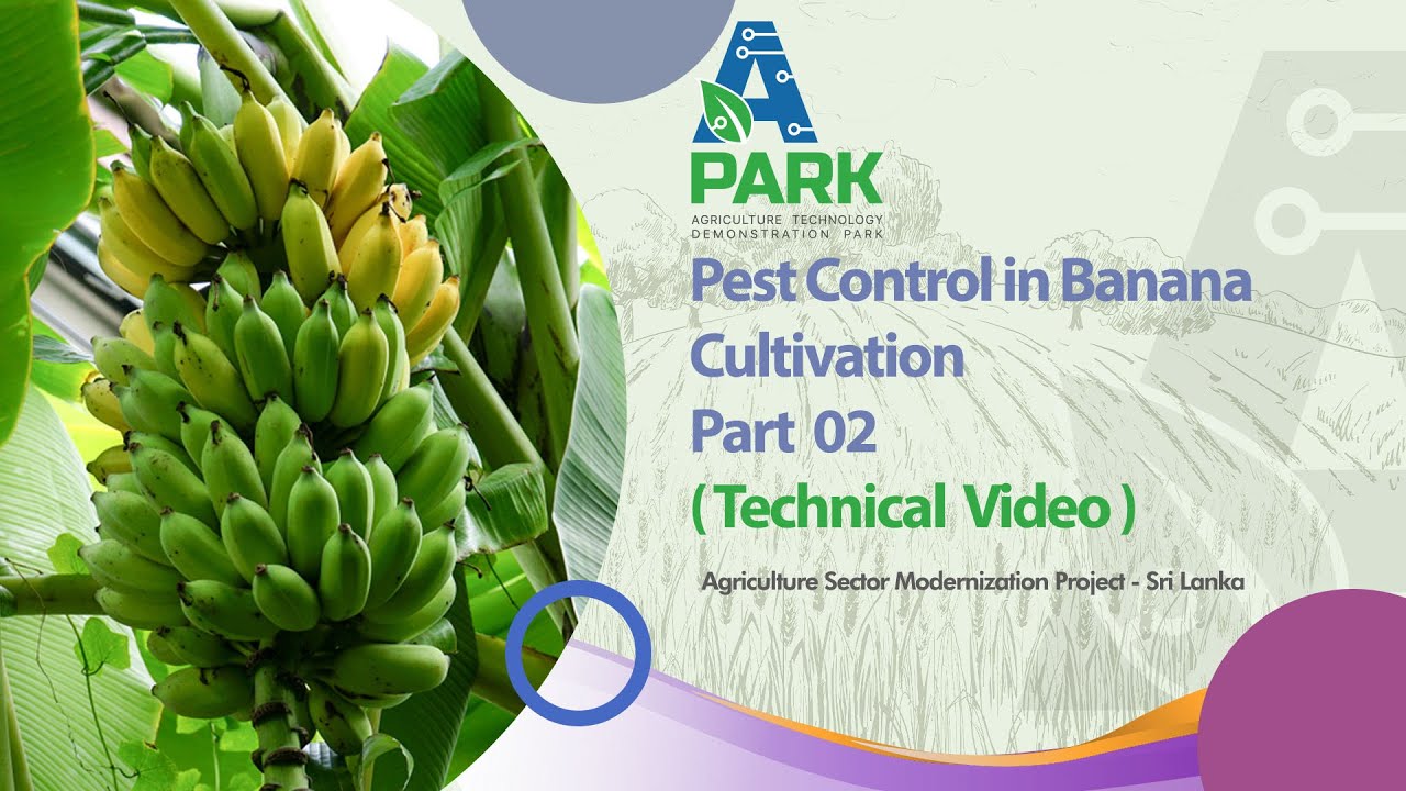 65 Episode    Pest Control in Banana Cultivation   Part 02