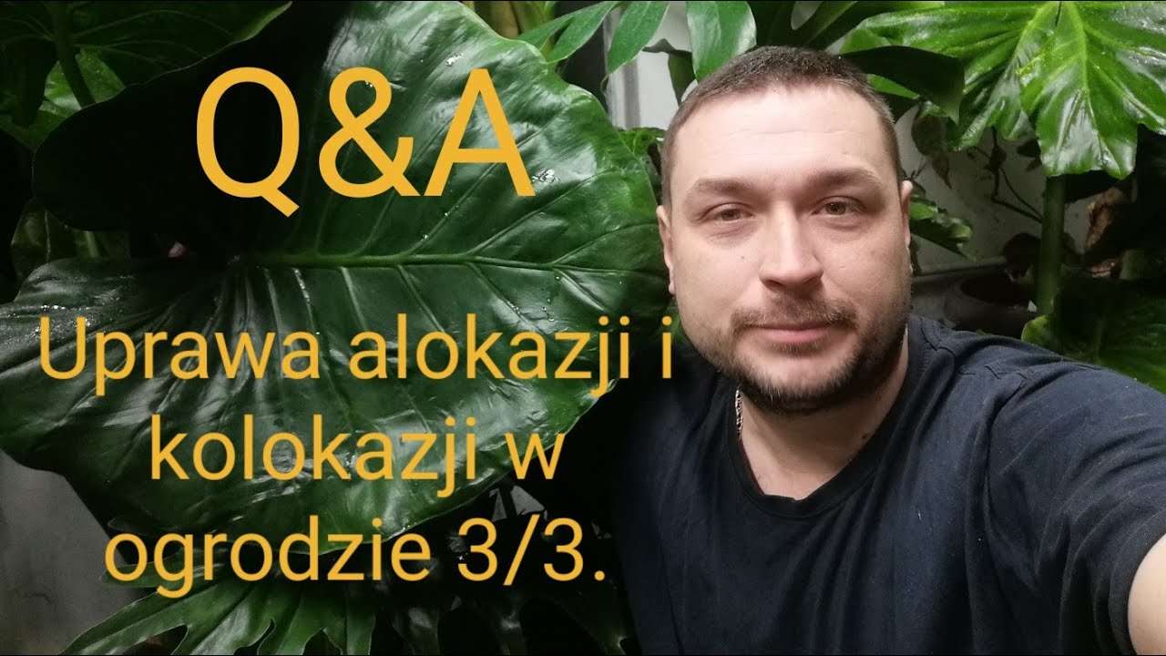 472#. Uprawa Alokazji i Kolokazji w ogrodzie.3/3.