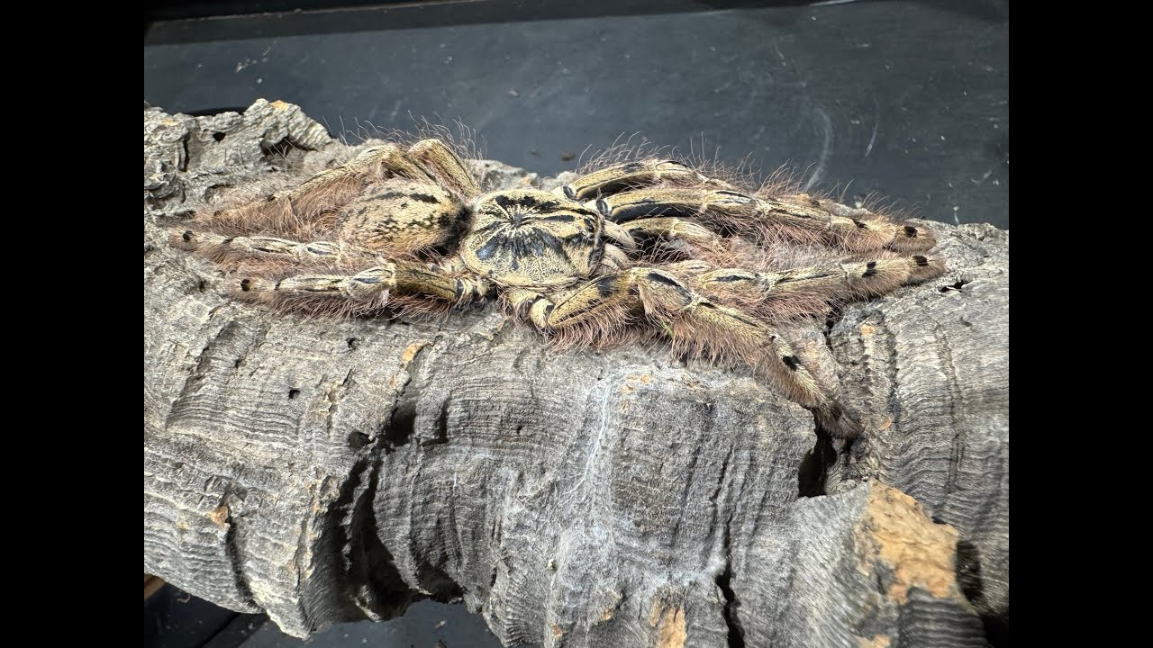 Stromatopelma calceatum, Feather Leg Baboon  rehouse and care