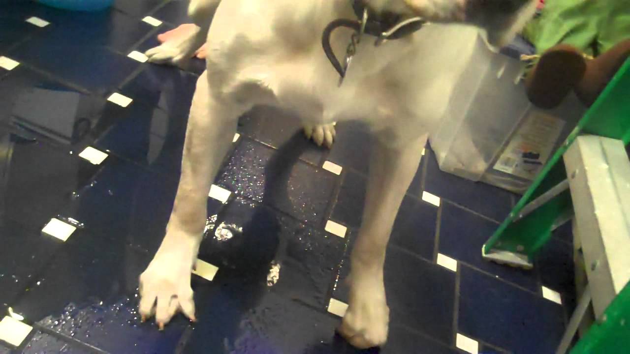 Dog pees all over kitchen floor!