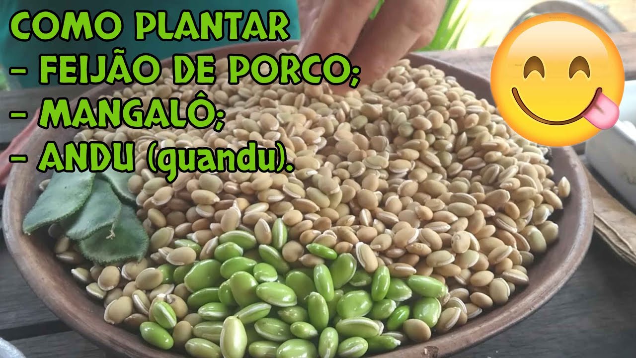 Aprenda como plantar andu (guandu), feijão de porco e mangalô / Plantando leguminosas no Rancho