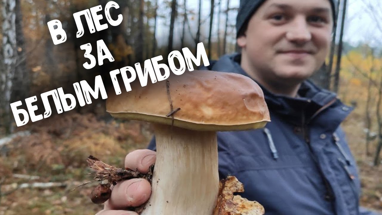 УРА! НАКОНЕЦ ТО Я ЕГО НАШЕЛ! В ПОИСКАХ БЕЛОГО ГРИБА (Часть 3 заключительная)