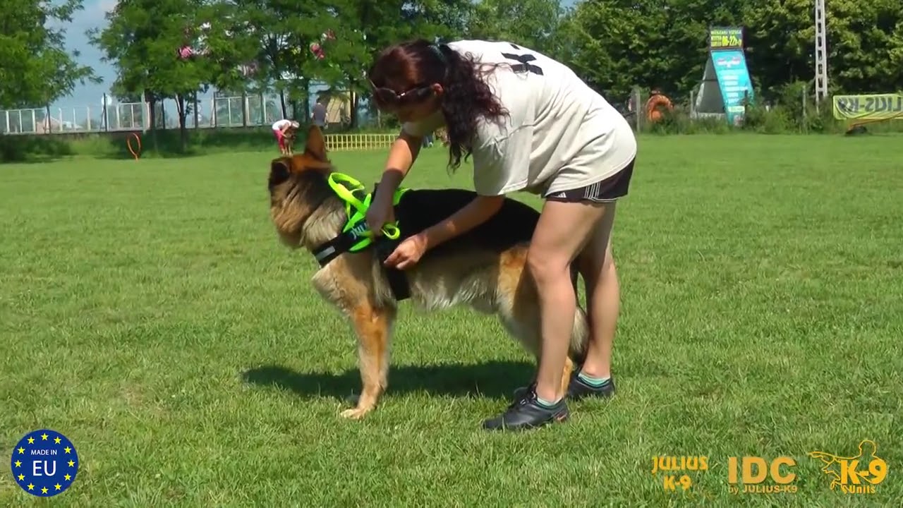 Pettorine Julius-K9&reg; IDC Powerharness - Come si indossano