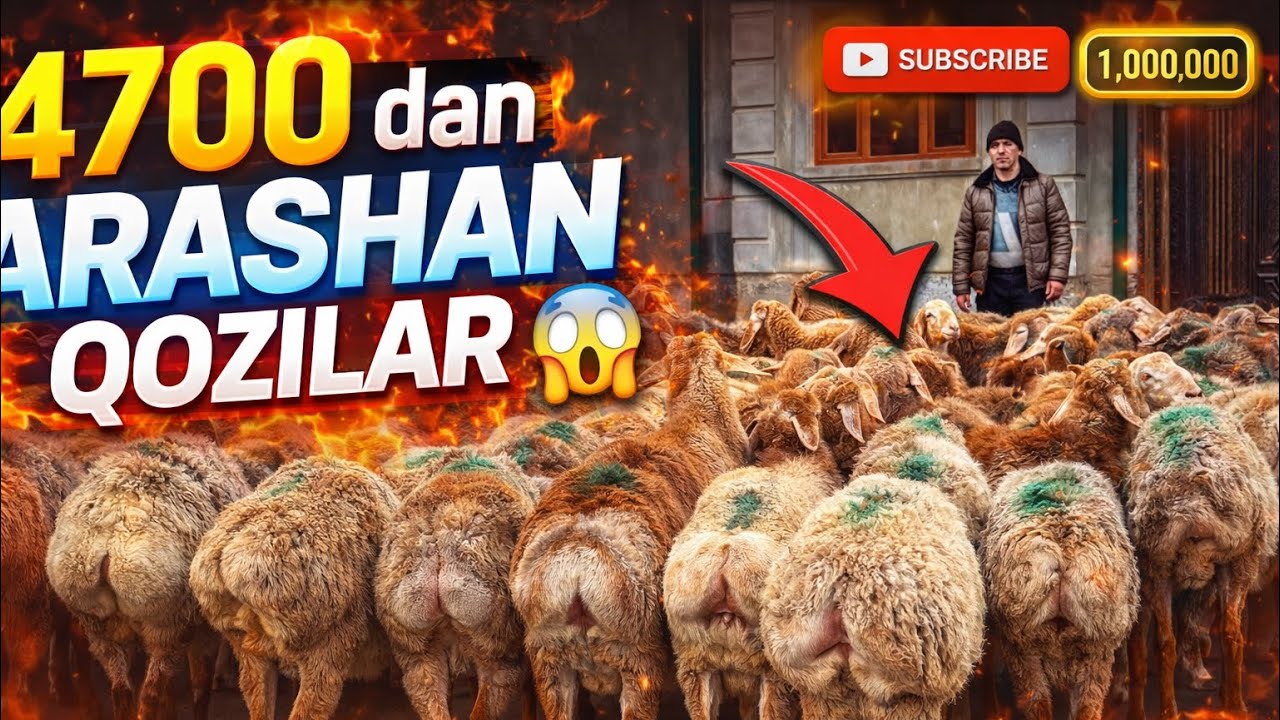 SHOK NARX! 4700 DAN ARASHAN QOZILAR KELDI 🔥