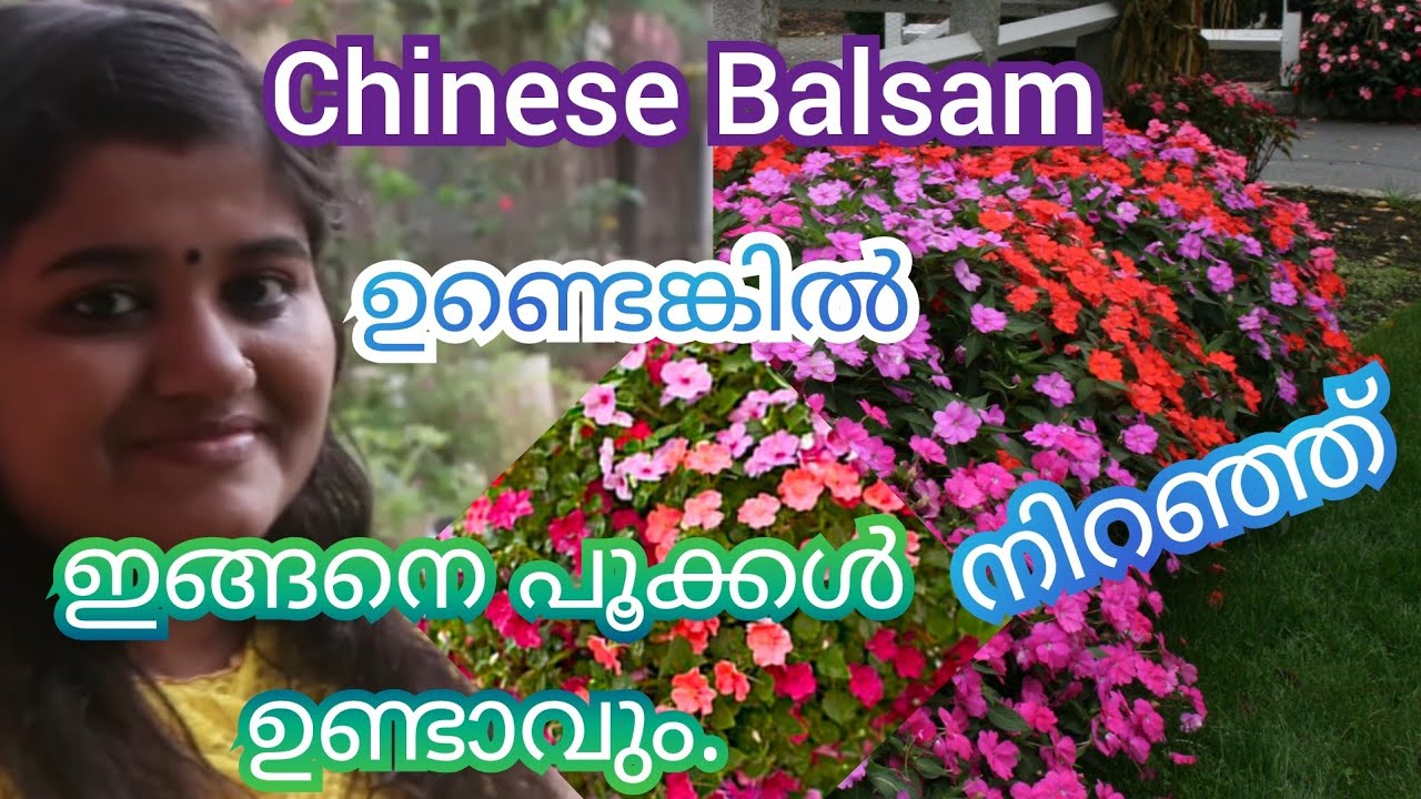 ചൈനീസ് ബാൽസം നിറയെ പൂക്കൾ ! How to Grow Chinese Balsam At Home ! Impatiens plant care !