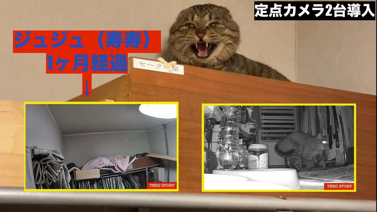 【里親になって1ヶ月】ジュジュ（寿寿）経過観察　定点カメラ映像